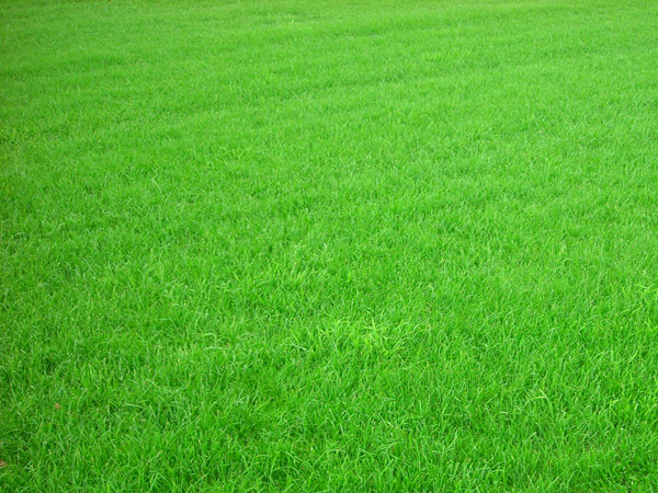 Уход за газоном на участке Уход за газоном на участке