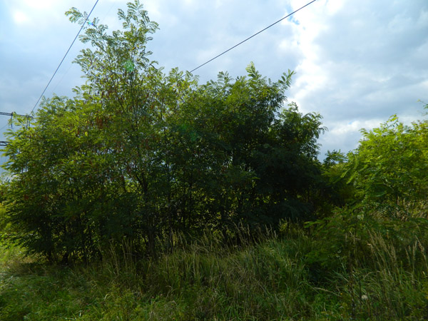 Посадка плодовых крупномеров