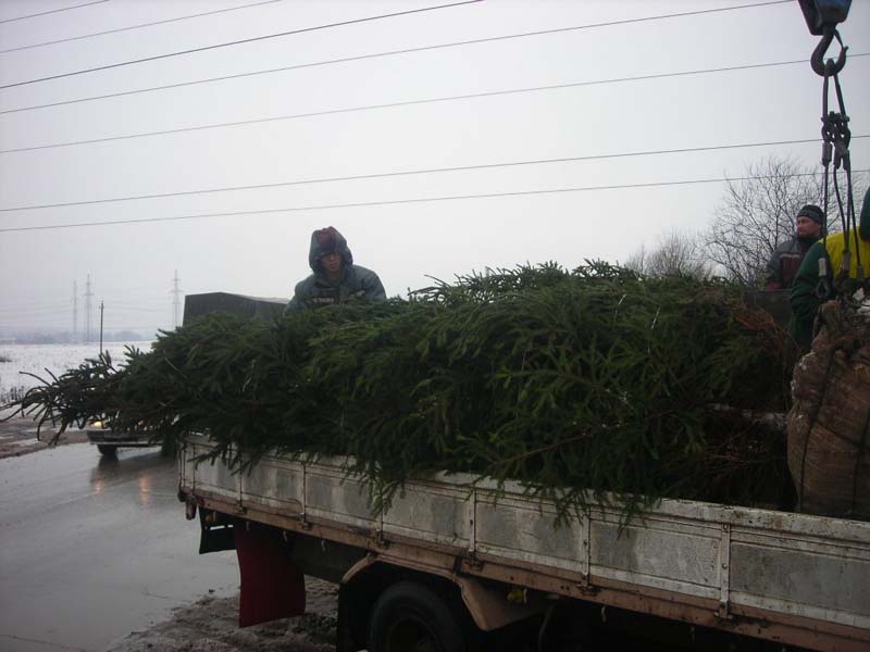 Коттеджный поселок Лужки