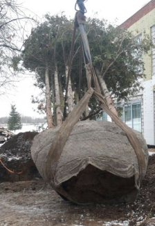 Туя Брабант высота 12 – 15 метров