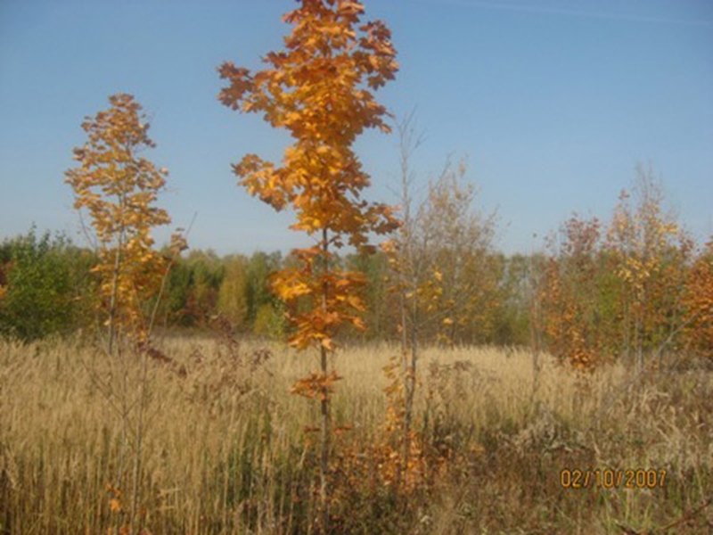 Посадка клена остролистного