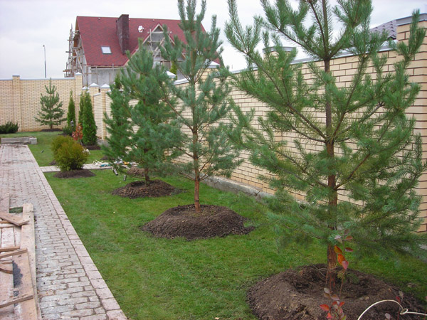 Посадка хвойных крупномеров