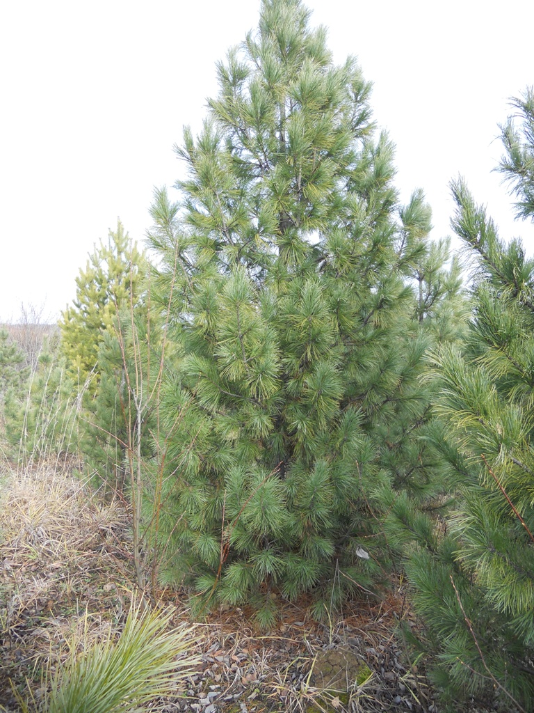 Посадка кедра сибирского