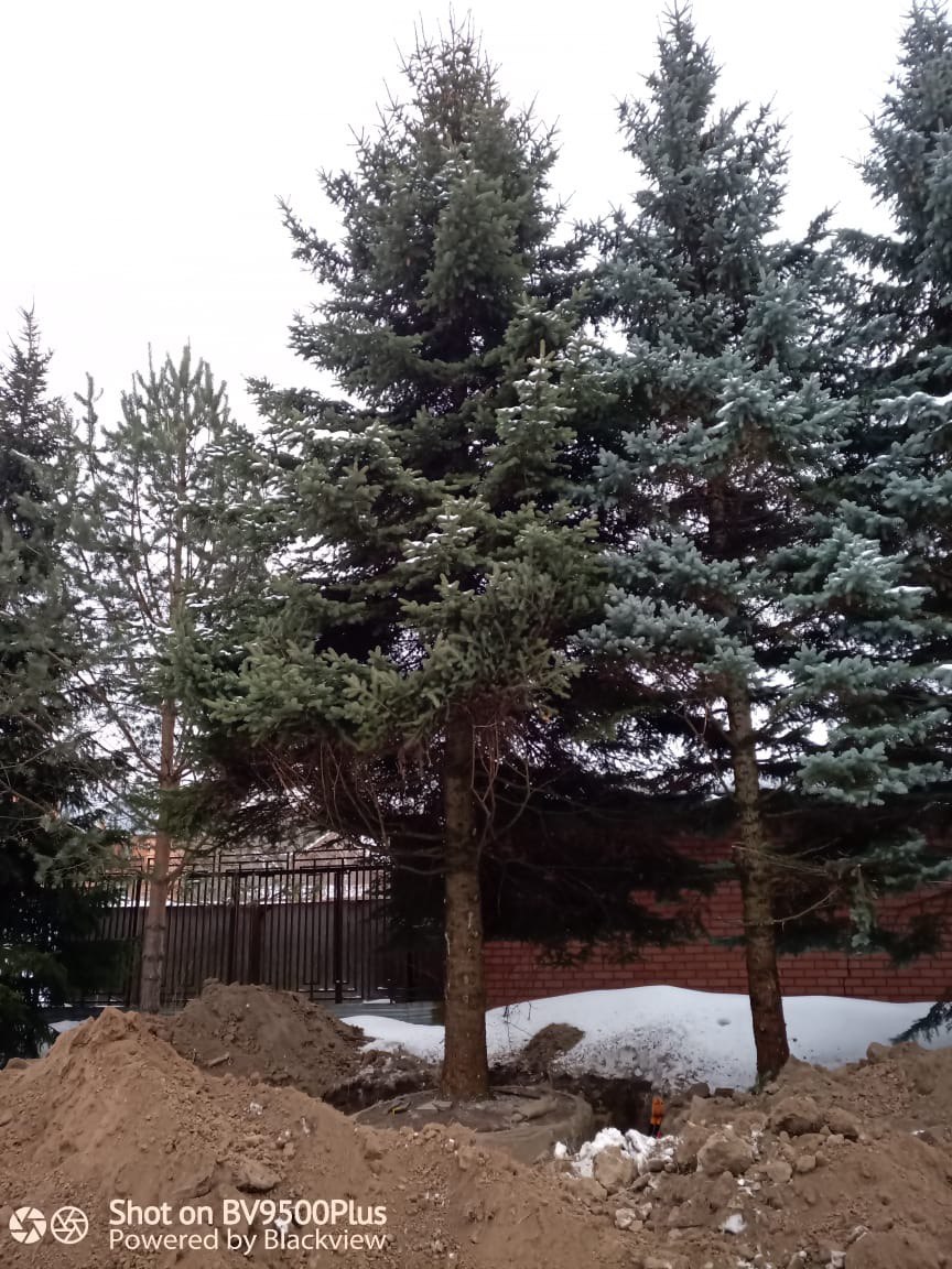 Пересадка деревьев (крупномеров)