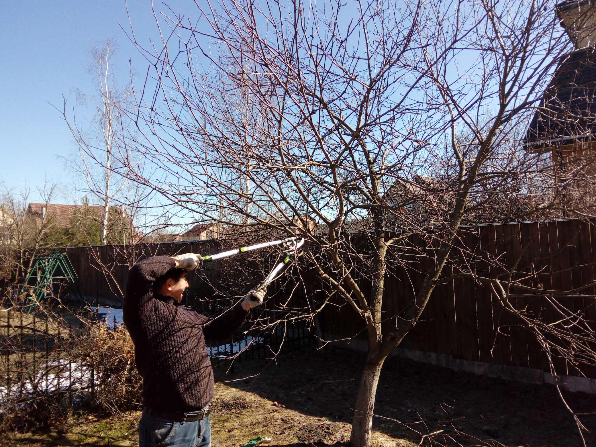 Обрезка слив