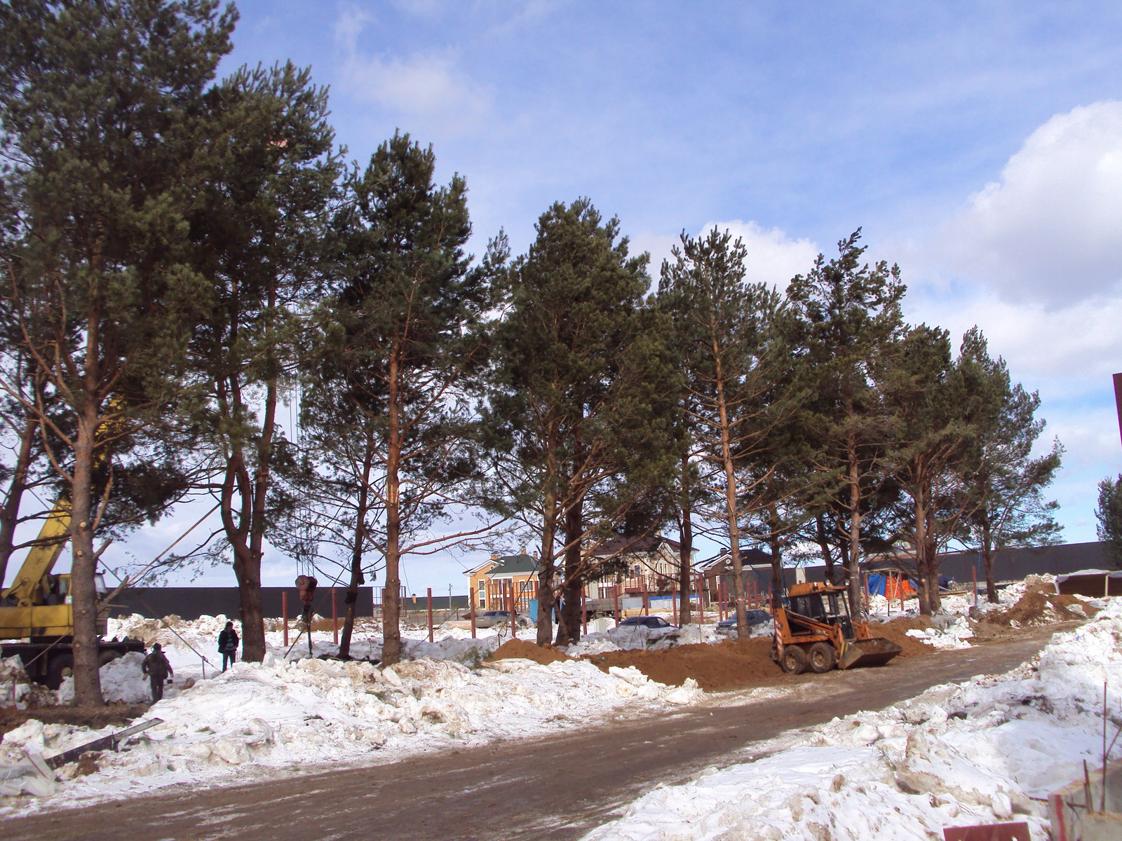 Посадка сосны обыкновенной