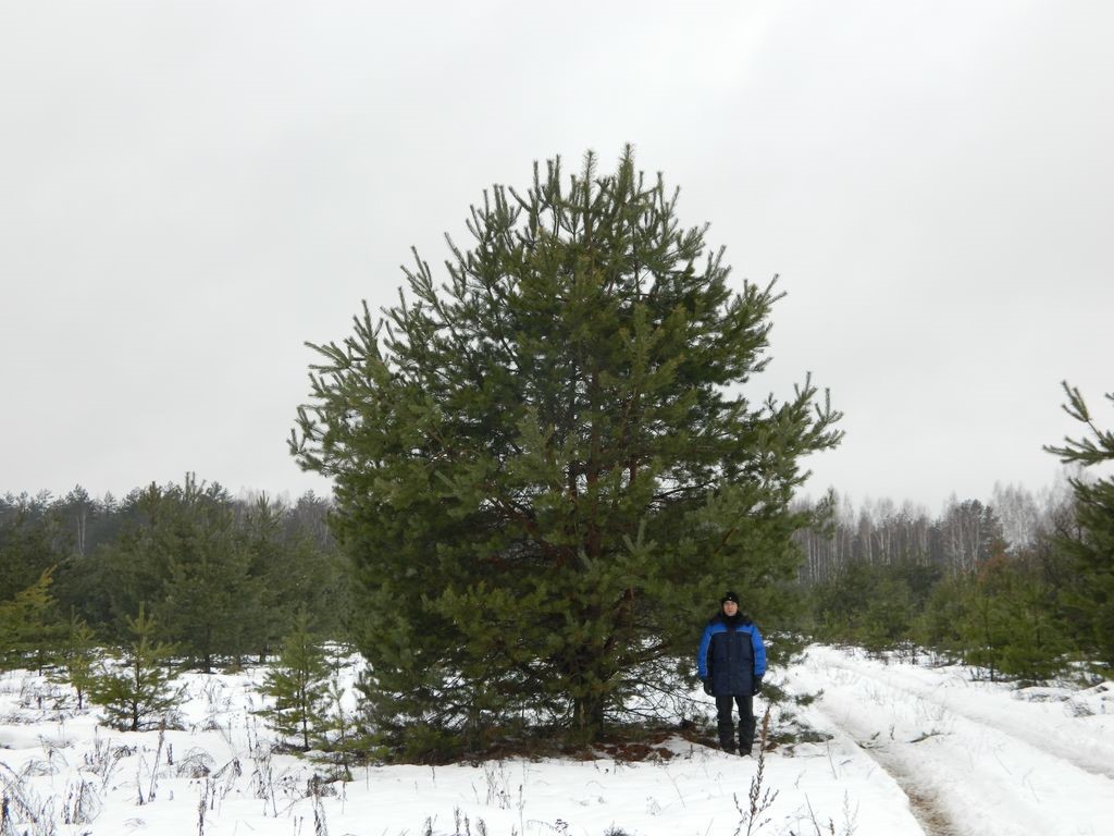 Все о хвойных крупномерах