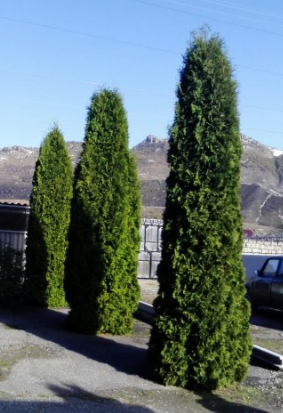 Туя смарагд высота 2 – 4 метра