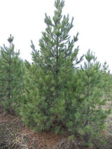 Кедр сибирский