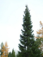 Пихта сибирская