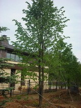 Липа мелколиственная